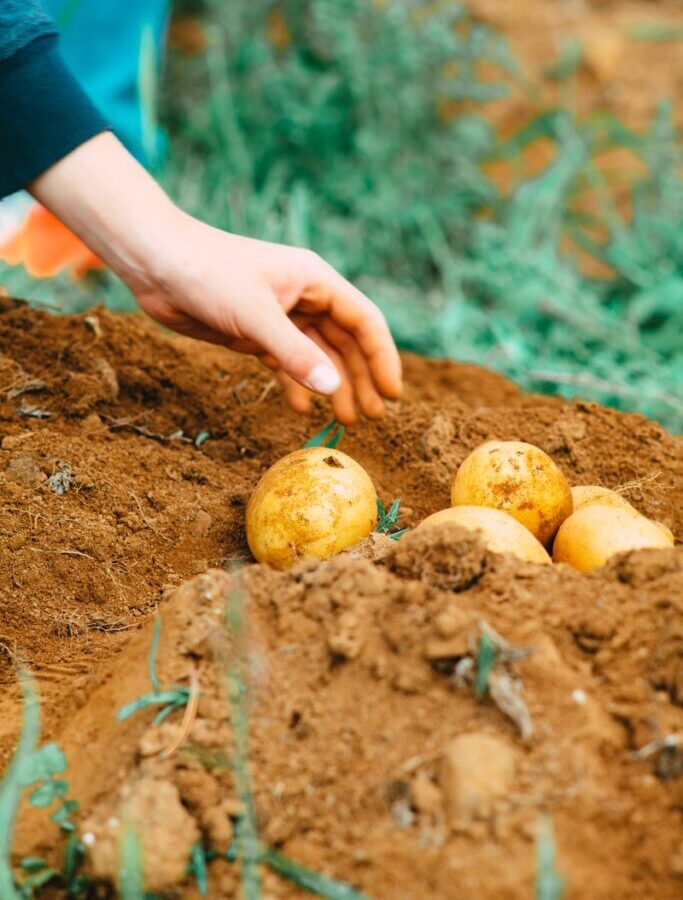 person holding two yellow round fruits