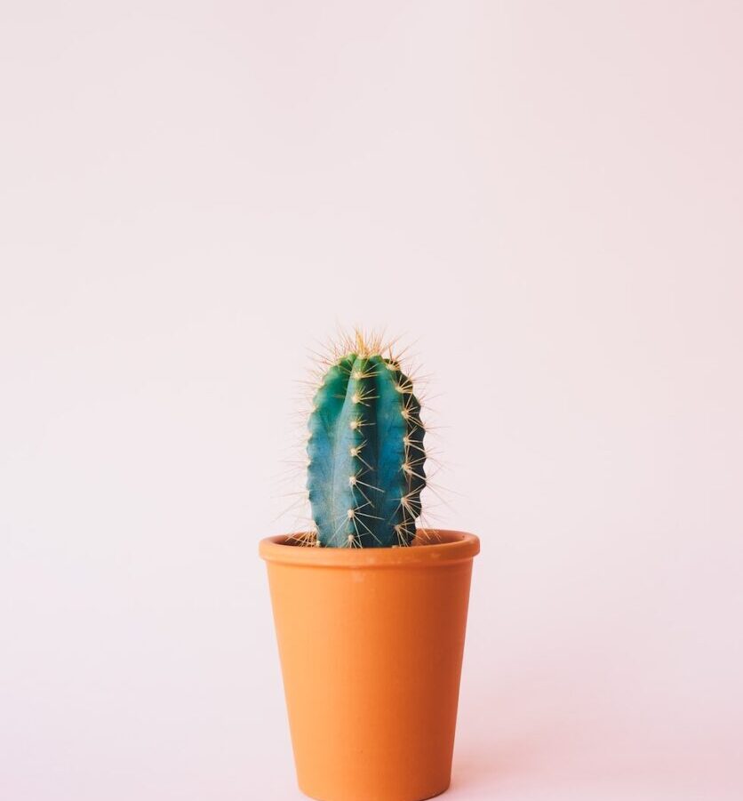 green cactus plant on brown pot