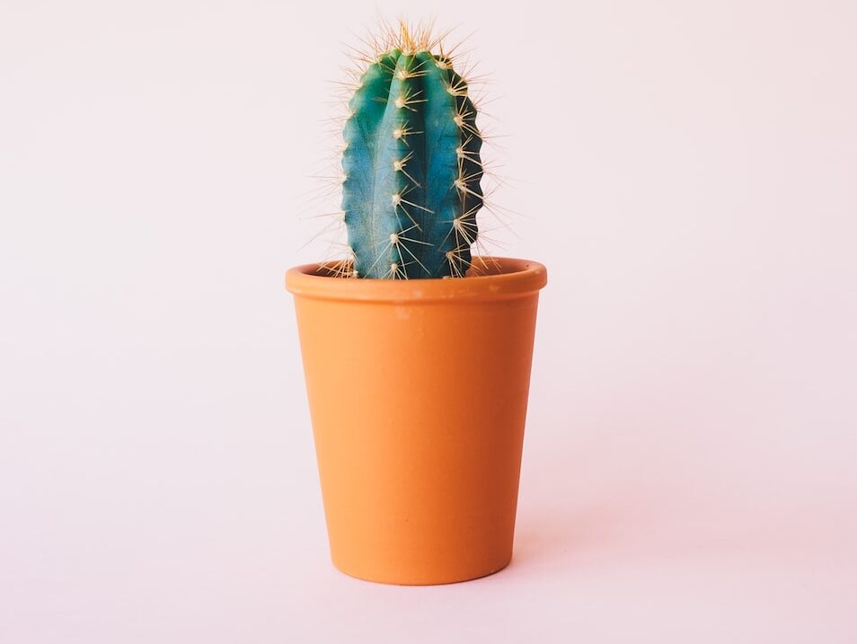 green cactus plant on brown pot