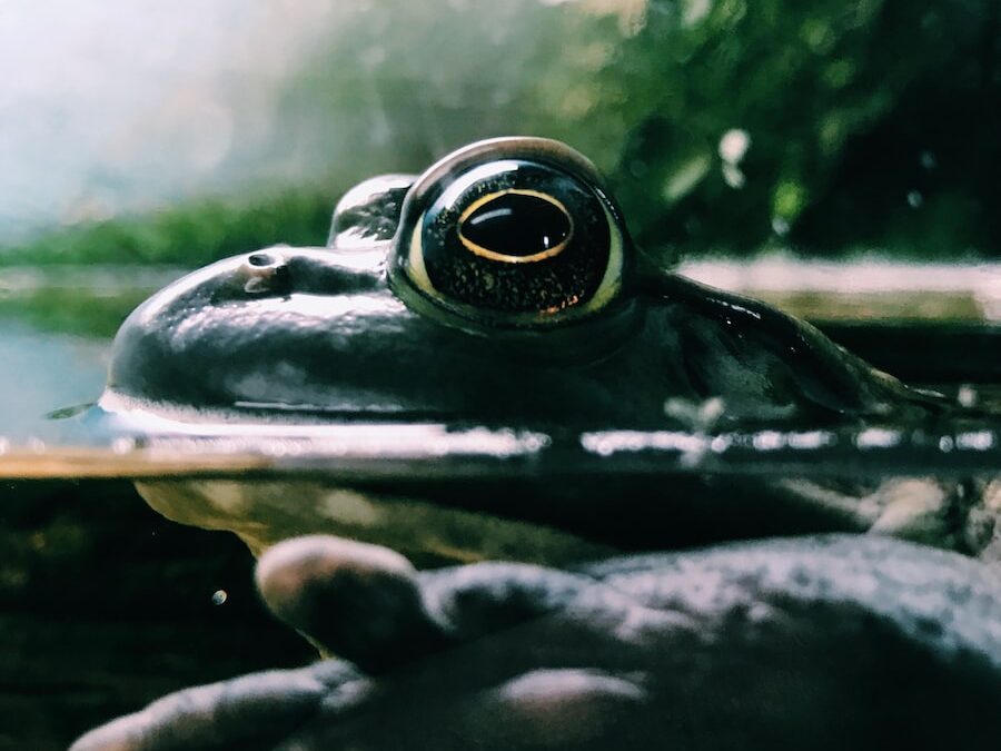 black frog in body of water macro photography
