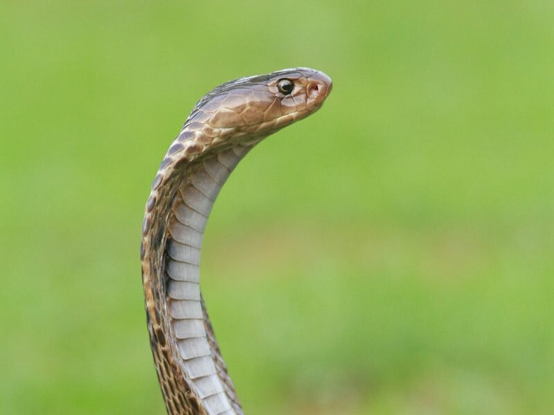 close-up photo of brown and gray snake
