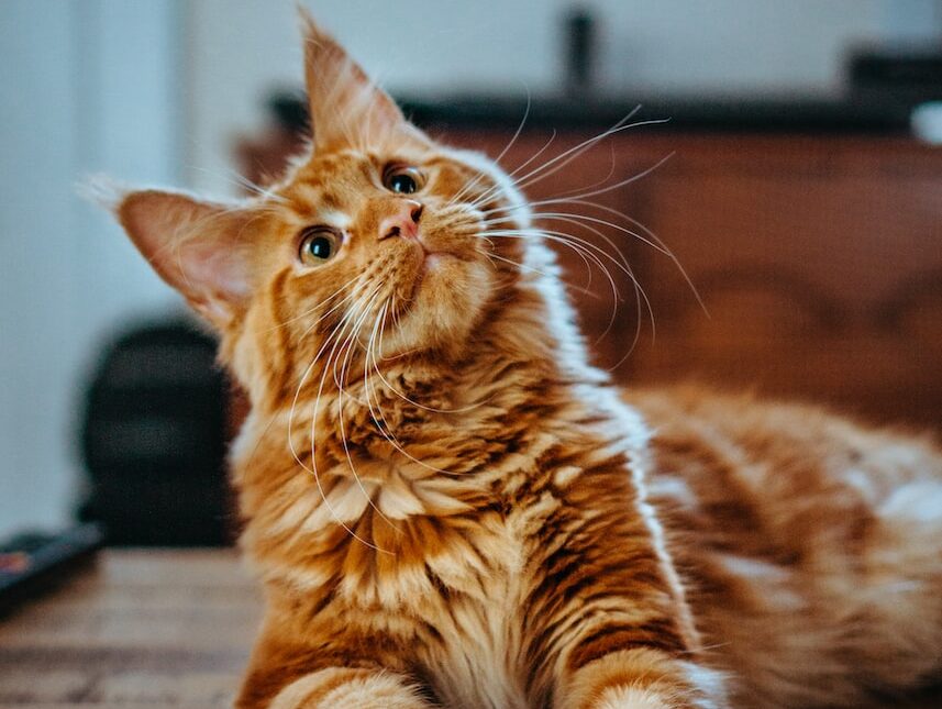 selective focus photography of orange and white cat on brown table