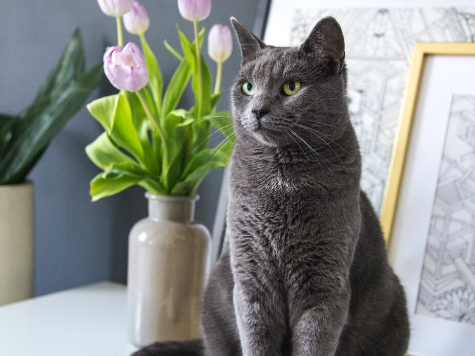 russian blue cat on white table