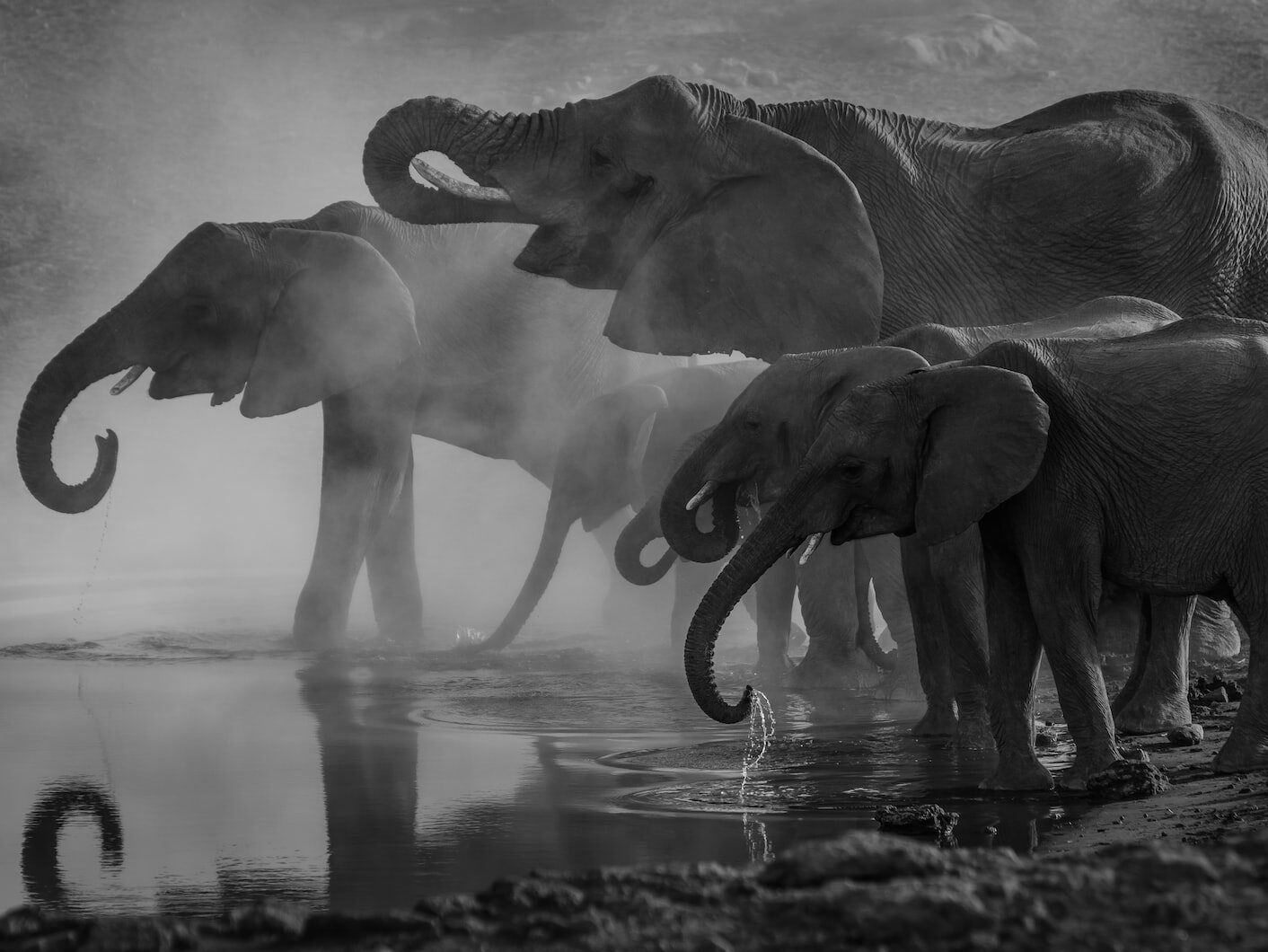 - ČasProŽeny.cz grayscale photo of elephants drinking water