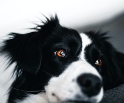 white and black dog lying on sofa