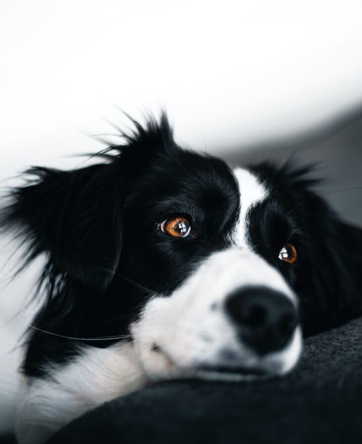 white and black dog lying on sofa
