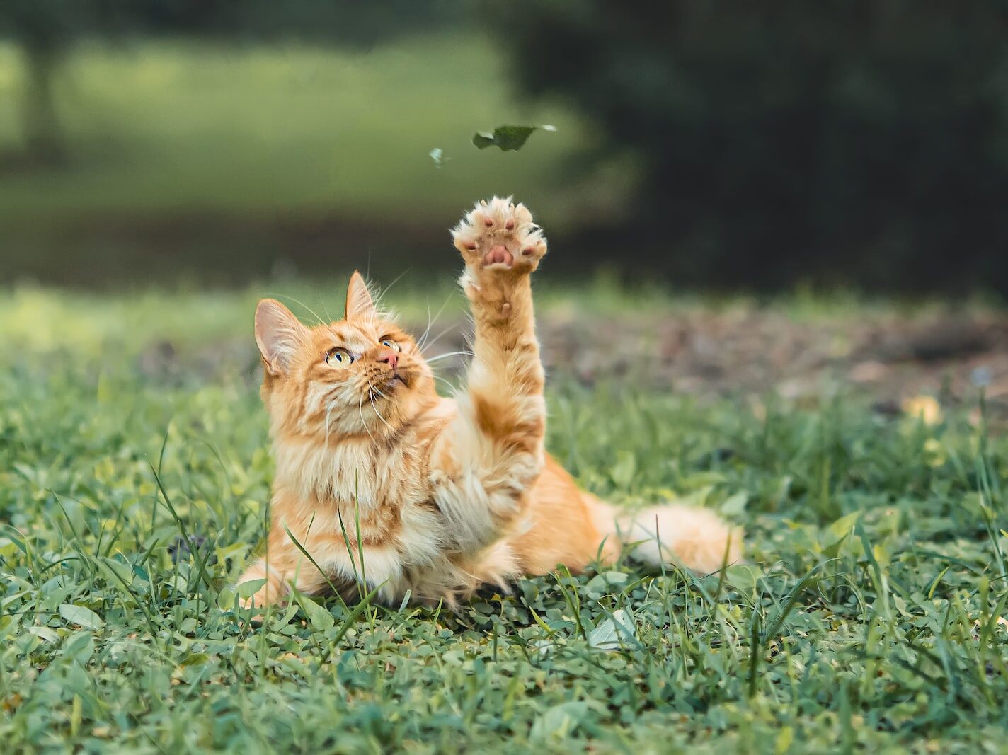 orange tabby cat lying on green grass field during daytime