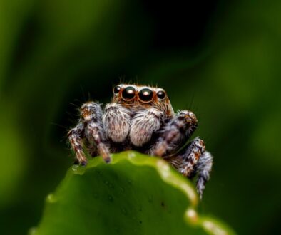 brown jumping spider on green leaf