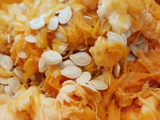 closeup photo of pumpkin seeds
