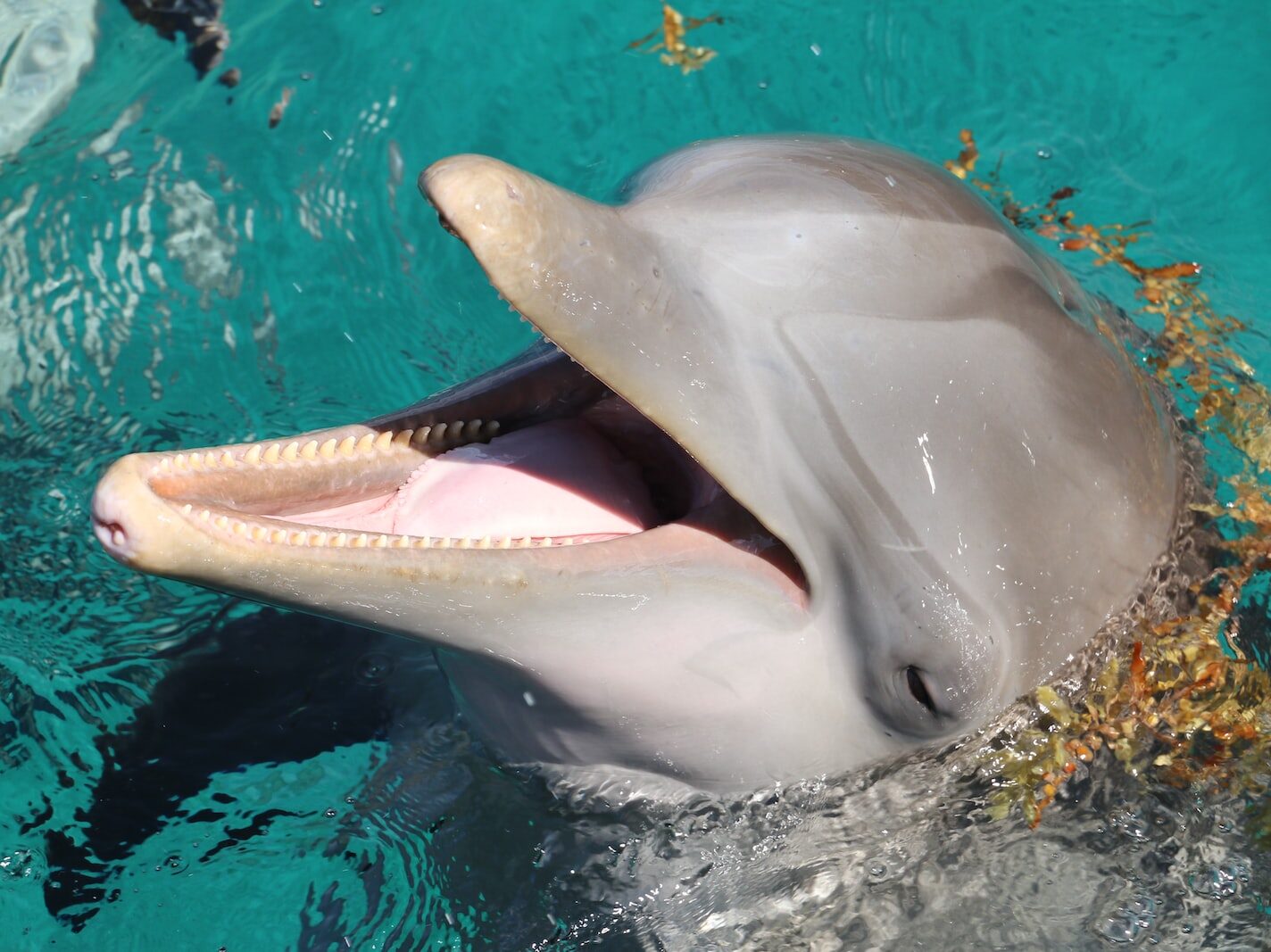 - ČasProŽeny.cz bottlenosed dolphin on top of water