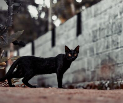 black cat walking on brown dirt during daytime