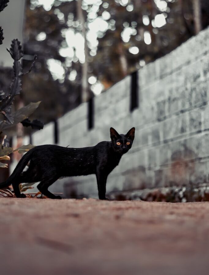 black cat walking on brown dirt during daytime