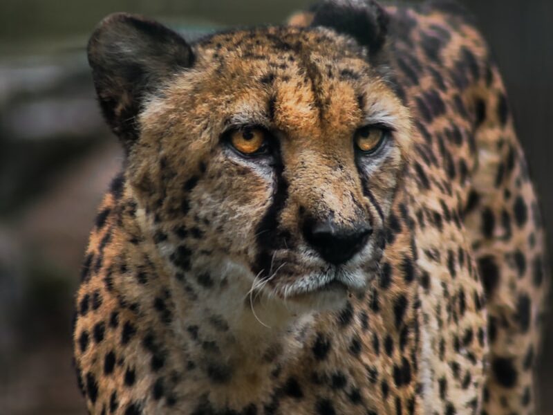 brown and black cheetah in close up photography
