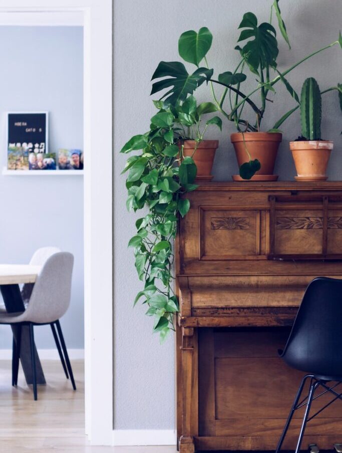 swiss cheese plant on top of brown piano
