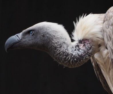 vulture