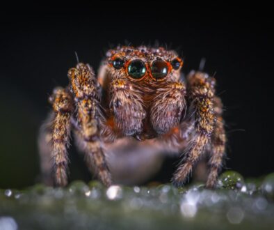 macro shoot photography of brown spider