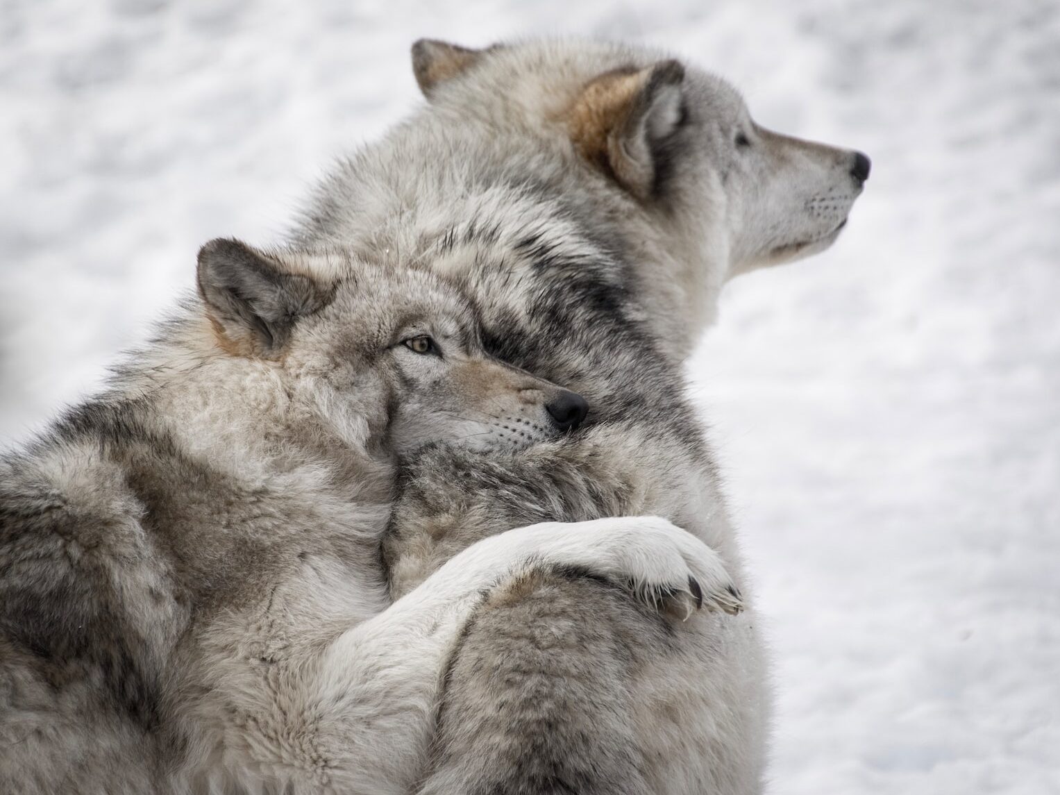 two gray wolves