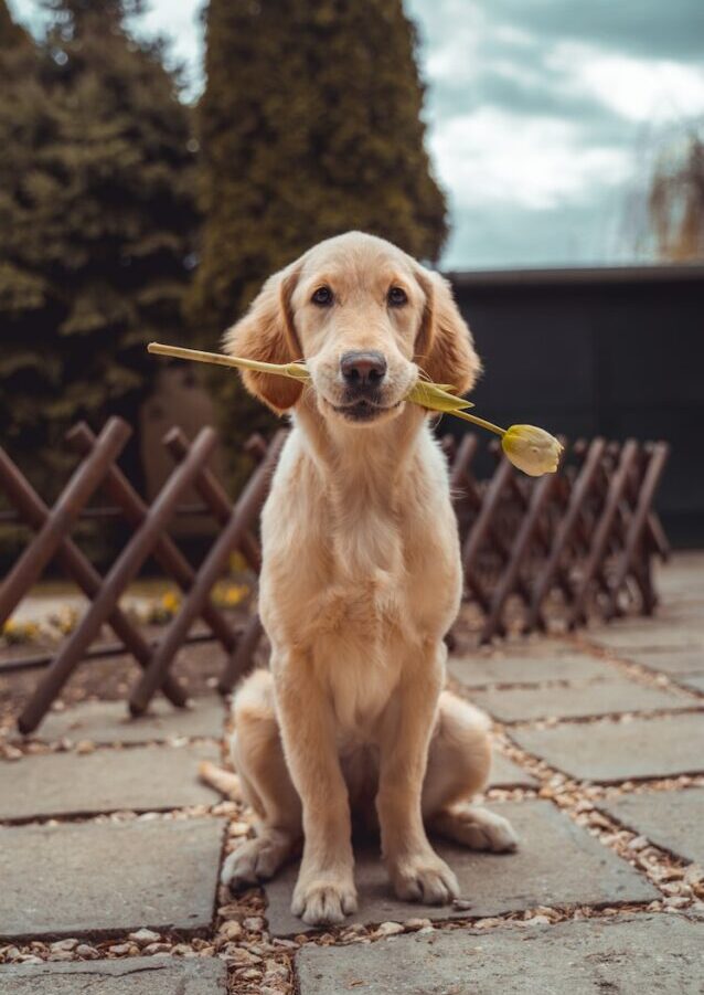 yellow Labrador retriever biting yellow tulip flower