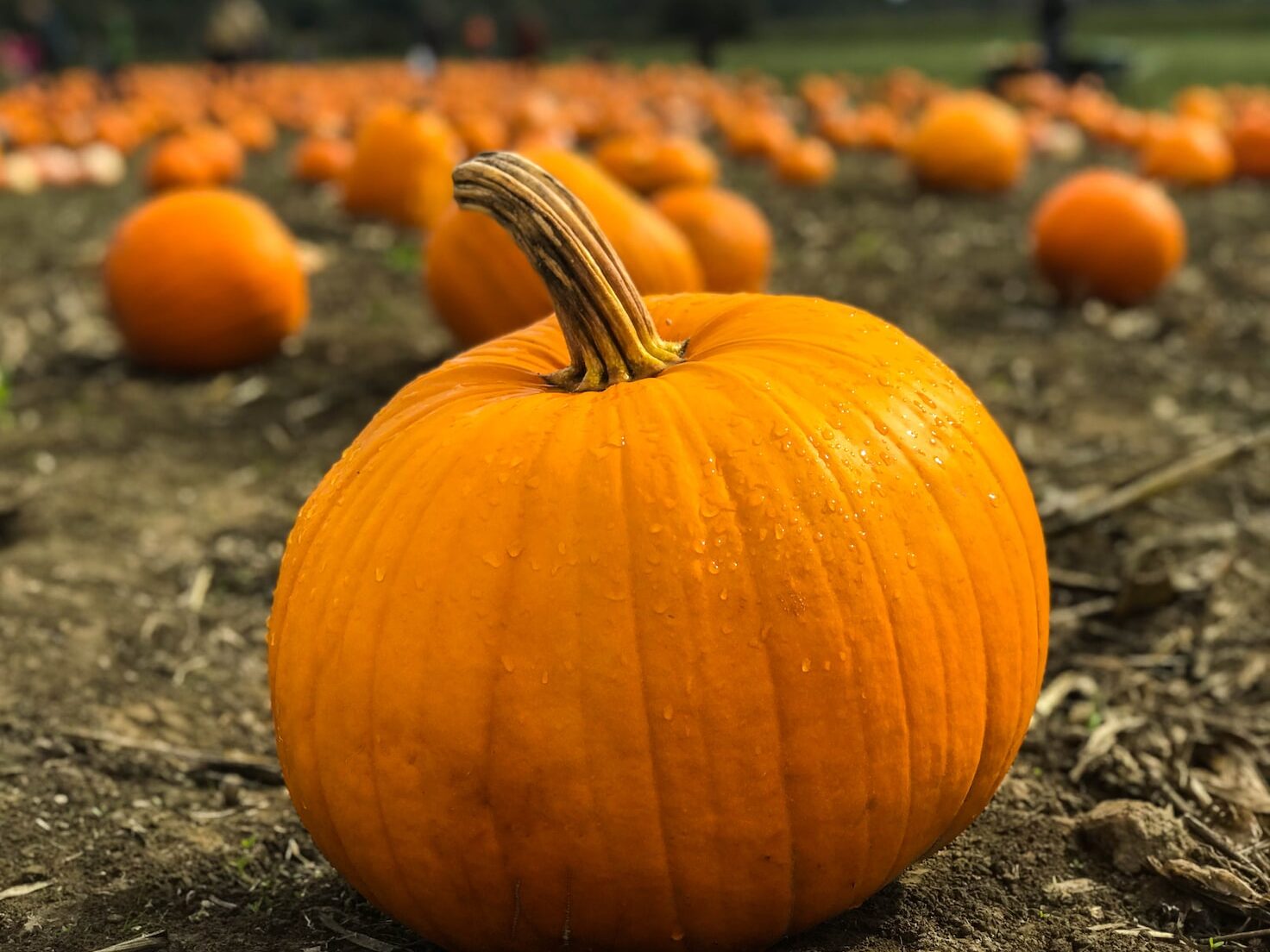 orange pumpkins on gray field near green grassland at daytime selective focus photography