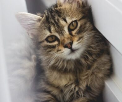 gray tabby kitten leaning on white wall