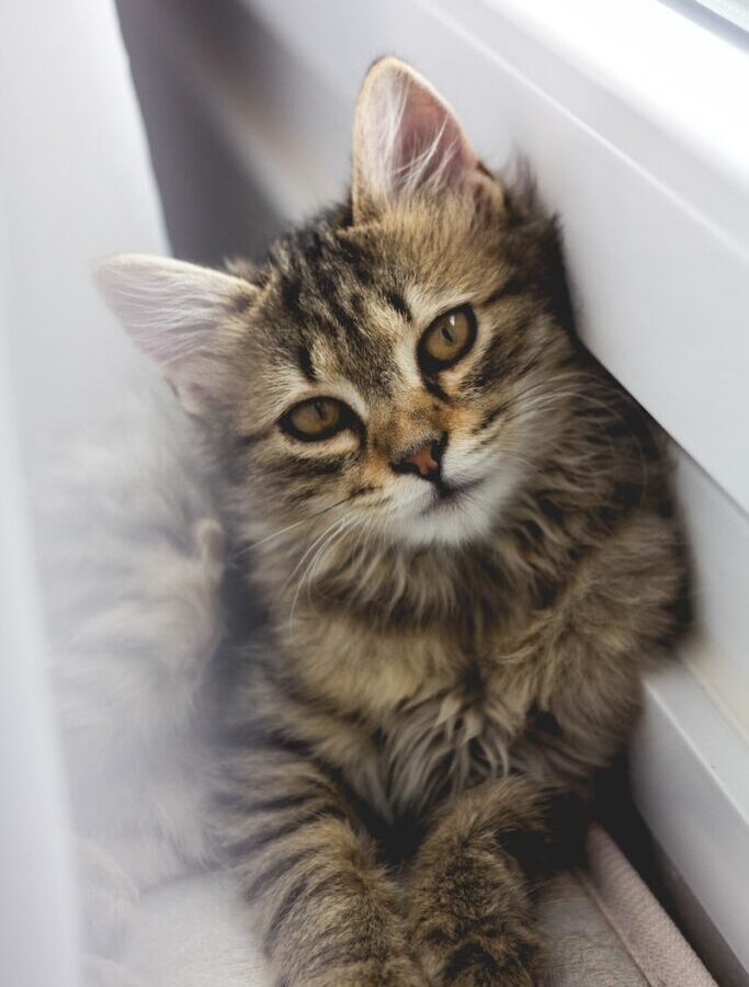 gray tabby kitten leaning on white wall