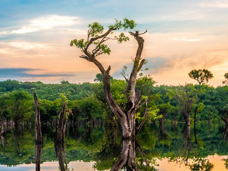 green tree near body of water under white and blue sky