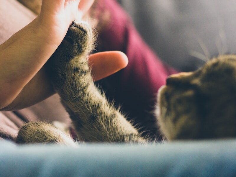 tabby cat touching person's palm