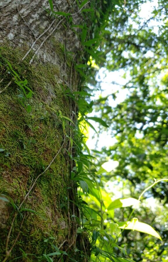 green leaves on brown tree trunk