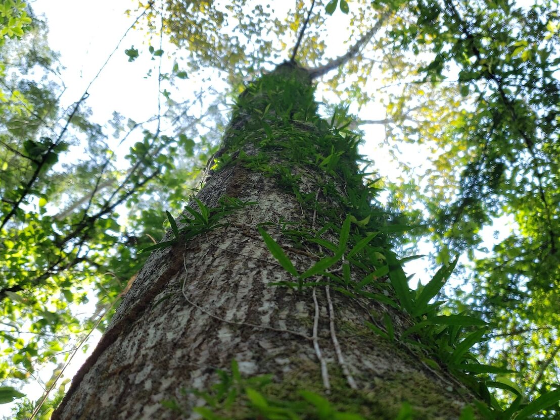 low angle photography of green tree during daytime