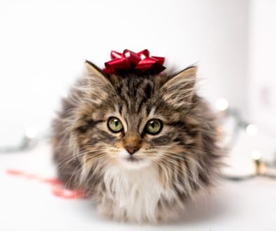 brown and white long fur cat with red ribbon