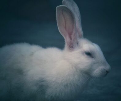Selective Focus Photography of White Rabbit