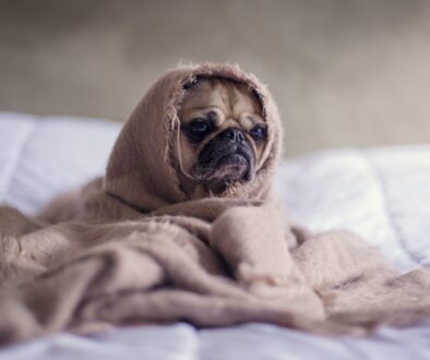 pug covered with blanket on bedspread