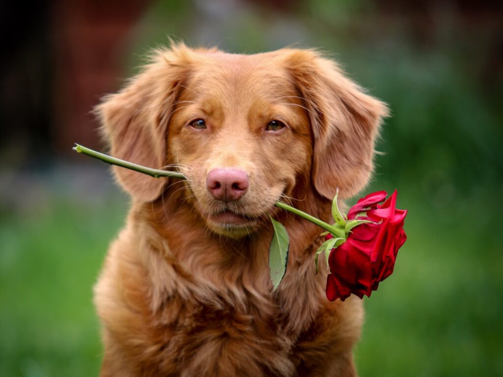 golden retriever puppy biting red rose