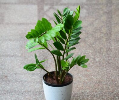 Aroid Palm Plant on White Ceramic Pot