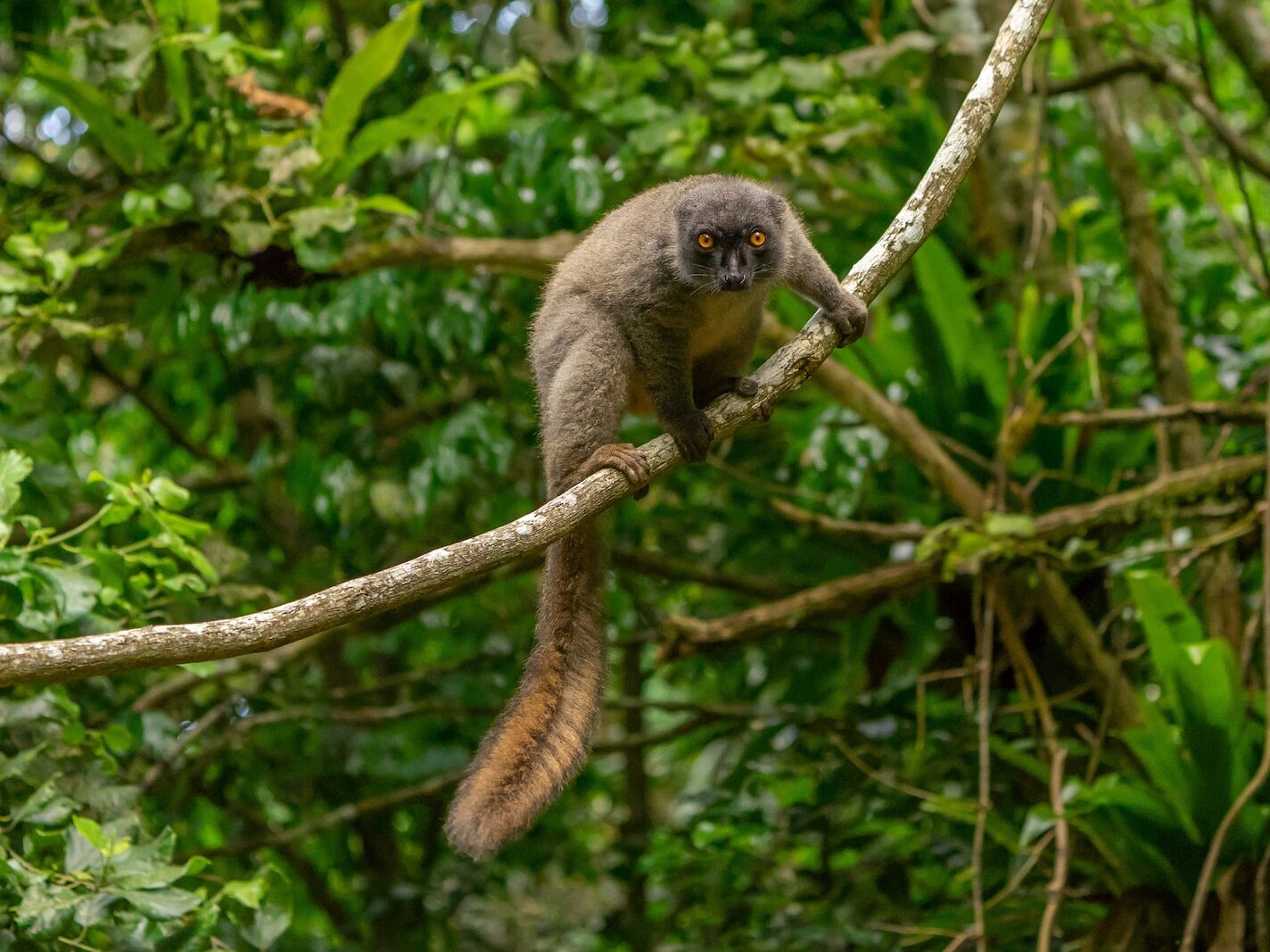 brown and gray monkey on tree branch during daytime