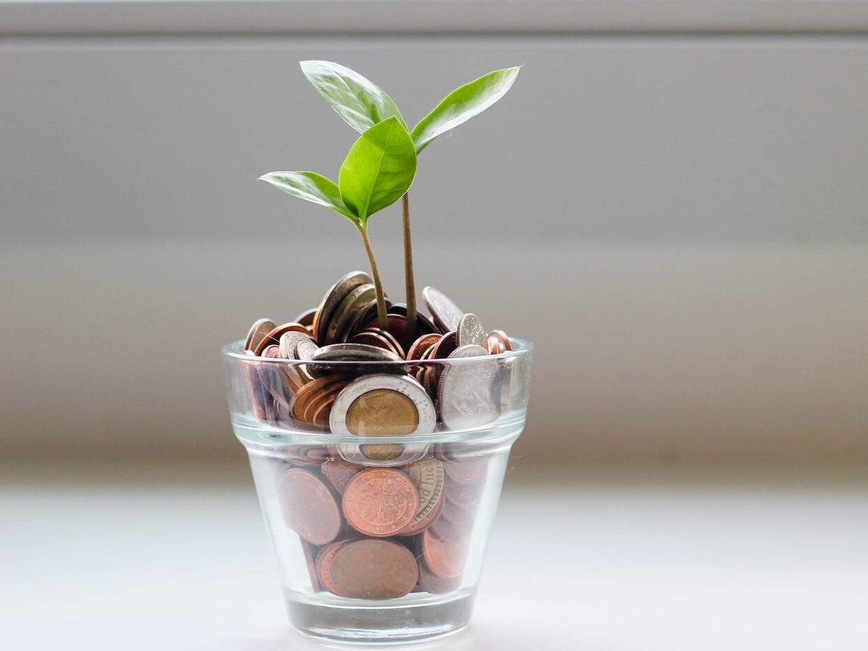 green plant in clear glass cup