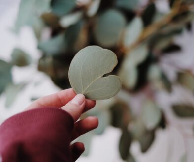 Person Holding Green Heart Shaped Leaf