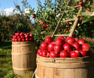 apples, fruits, orchard