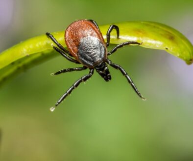 Brown Tick on Green Leaf