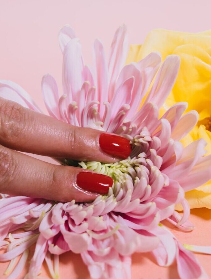 person pressing a chrysanthemum flower on pink surface