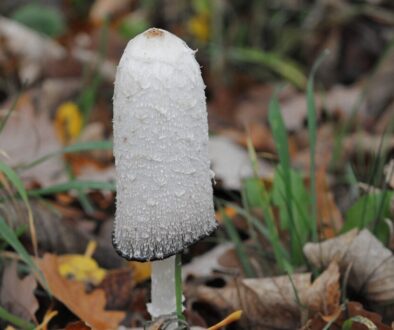 schopftintling, tintling, coprinus comatus