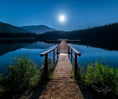 brown wooden dock near lake surrounded with tall trees