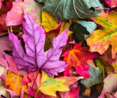 flat lay photography of purple and red leaves