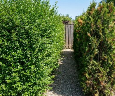 e-i-p-est-vaj-s-zet-t-je-jako-iv-ploty-tato-r-featured