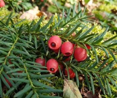 tato-jedovat-rostlina-roste-v-esk-ch-zahrad-ch-featured