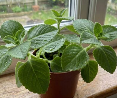 tuhle-bylinku-m-la-babi-ka-na-ka-d-m-parapetu-dne-featured