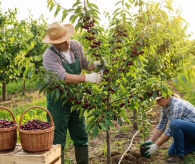 z-iv-erven-t-e-n-si-vyp-stuje-na-zahrad-ka-d-featured