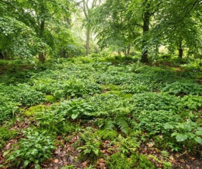 zahr-dk-i-st-le-ast-ji-dopl-uj-z-hony-p-dopokry-featured