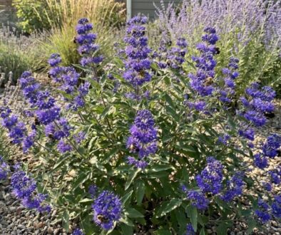 zapome-te-na-levanduli-tenhle-ke-kvete-cel-l-to-featured