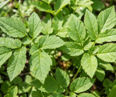 zapome-te-na-petr-el-tahle-bylinka-roste-jako-ple-featured